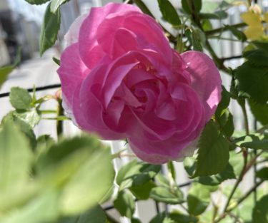 2022年の１番手！ラレーヌビクトリア