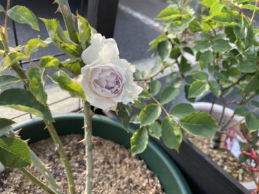 2020年3番手は新入りガブリエル